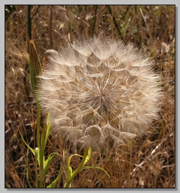 Tragopogon porrifolius / Barba di becco violetta